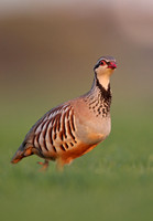 Red-legged Partridge