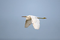 Western Reef Egret