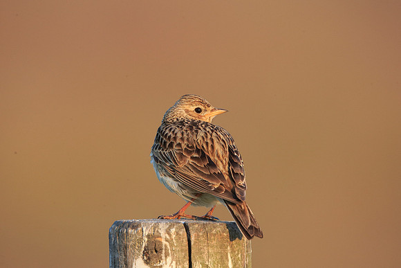 Skylark