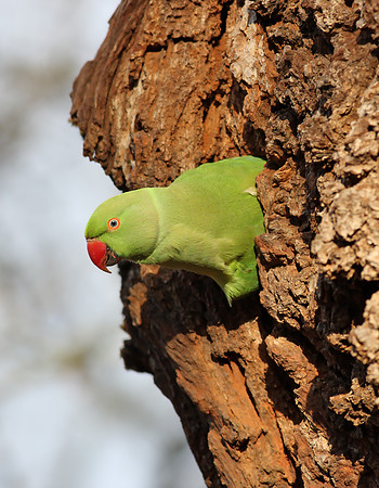 Ring-necked Parakeet