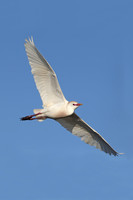 Cattle Egret