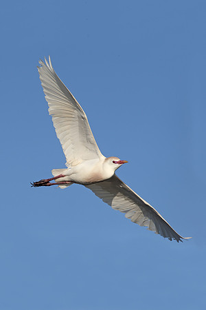 Cattle Egret