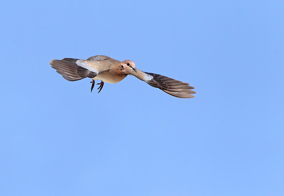 Laughing Dove
