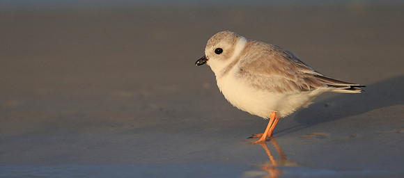 Piping Plover
