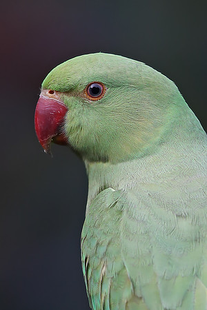 Ring-necked Parakeet