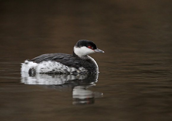 Slavonian Grebe