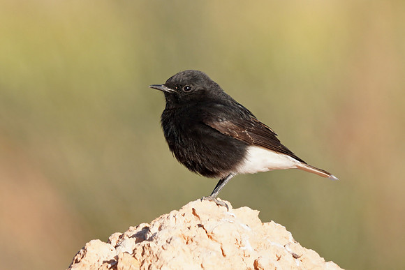 Black Wheatear