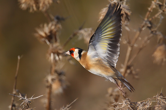 Goldfinch