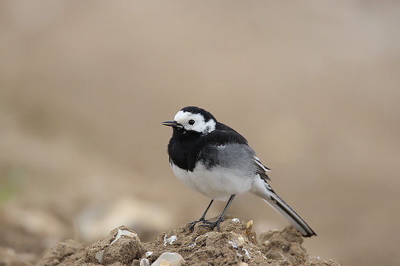 Pied Wagtail