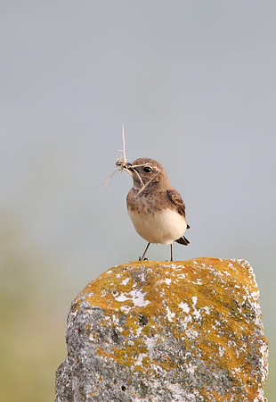Pied Wheatear
