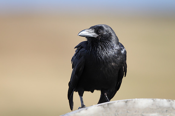 Common Raven
