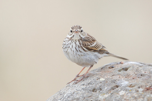 Berthelot's Pipit