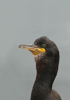 Shag
