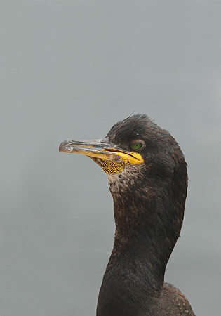 Shag