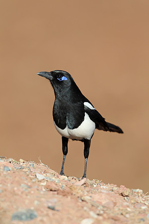 Magpie