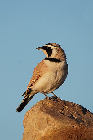Temminck's Lark