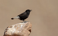 Black Wheatear
