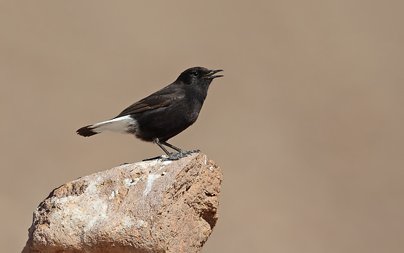 Black Wheatear