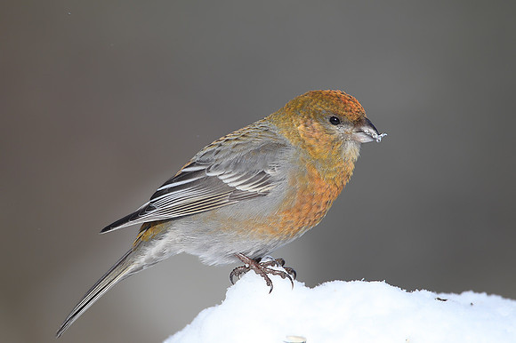 Pine Grosbeak