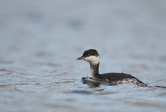 Slavonian Grebe