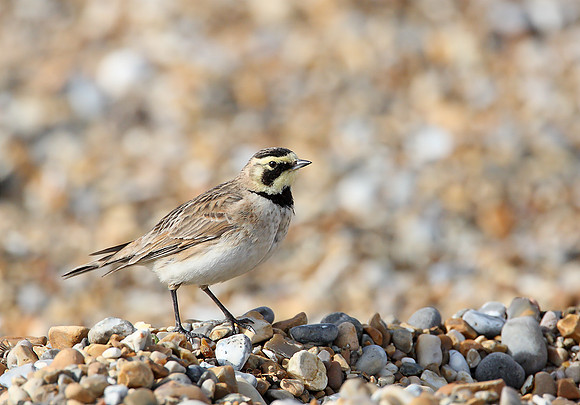 Shore Lark