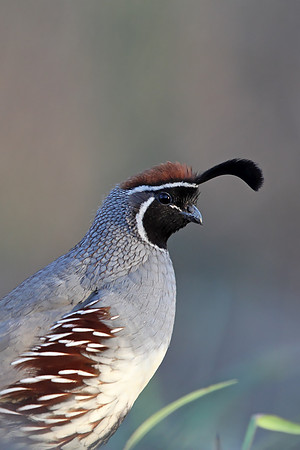 Gambel's Quail