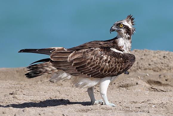 Osprey