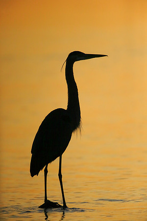 Great Blue Heron