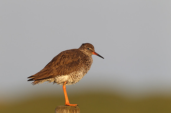 Redshank