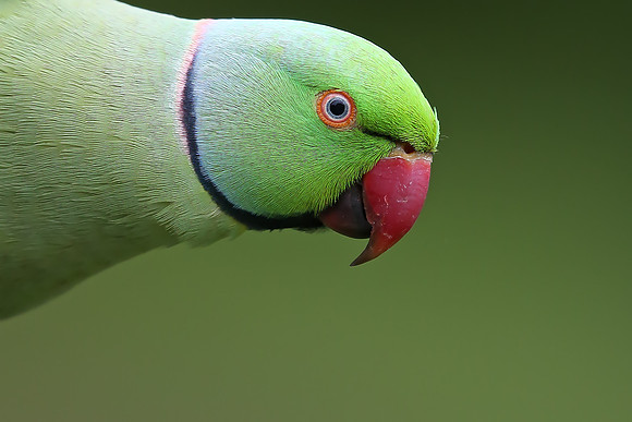 Ring-necked Parakeet
