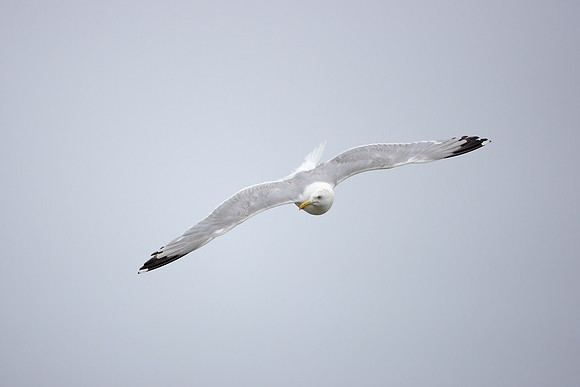 Herring Gull