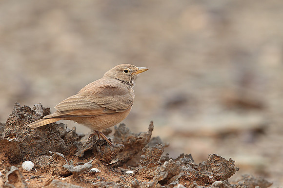 Desert Lark