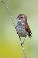 Red-backed Shrike