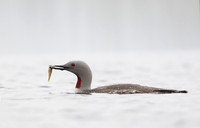 Red-throated Diver