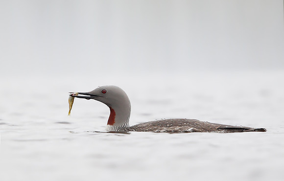 Red-throated Diver