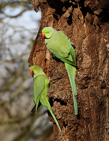 Ring-necked Parakeets