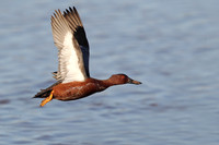Cinnamon Teal