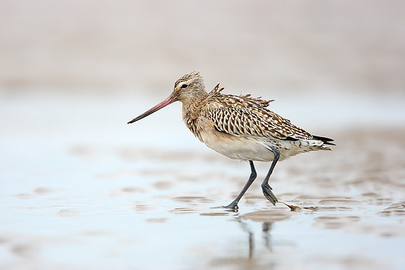 Bar-tailed Godwit