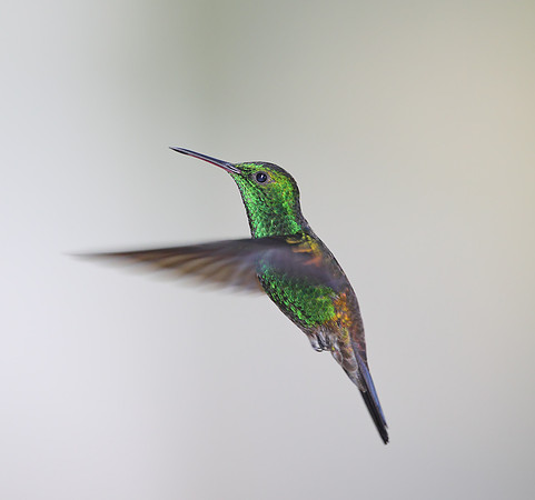 Copper-rumped Hummingbird