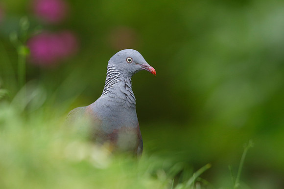 Trocaz Pigeon