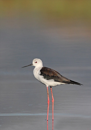 Black-winged Stilt