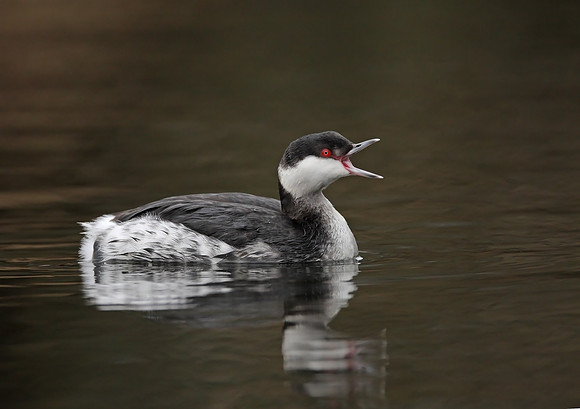 Slavonian Grebe