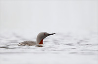 Red-throated Diver