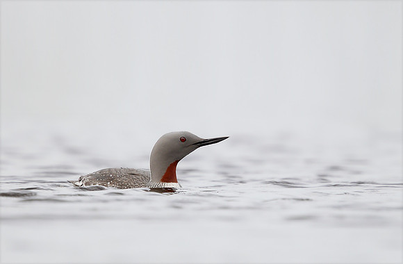 Red-throated Diver