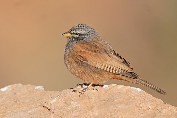 House Bunting
