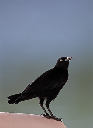 Carib Grackle