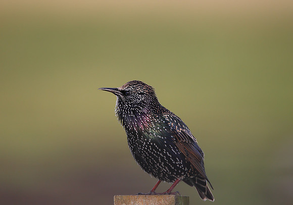 Starling