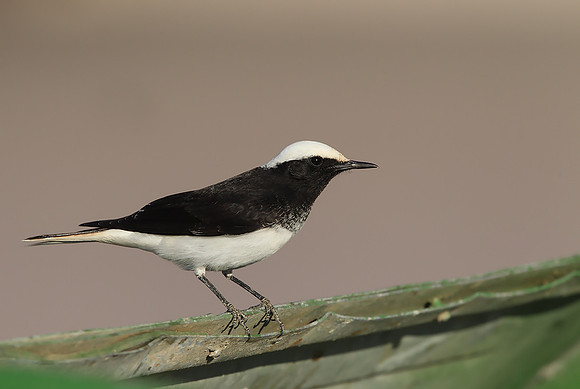 Hooded Wheatear