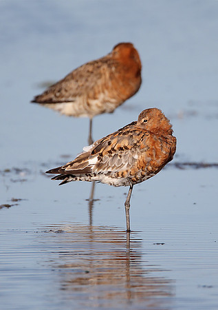 Black-tailed Godwit