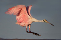 Roseate Spoonbill